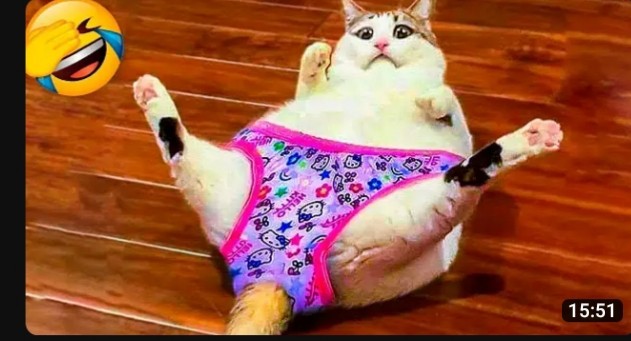 Create meme: cat funny , cat in underpants, funny cats jokes