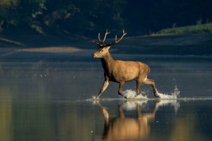 Создать мем: олень самец фото, олень, олень фото животное