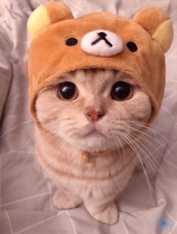 Создать мем: няшный кот, милые котики в шапочках, милый кот в шапочке