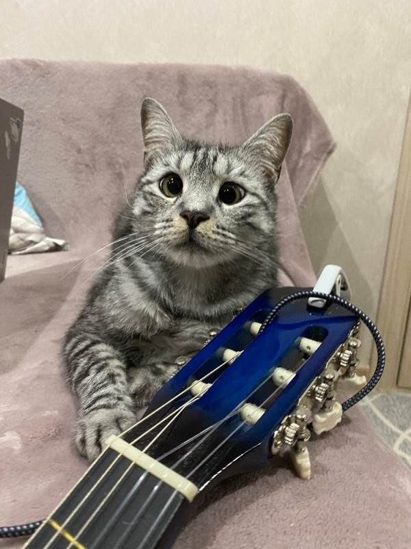Создать мем: кот, кот с бас гитарой, котик с гитарой