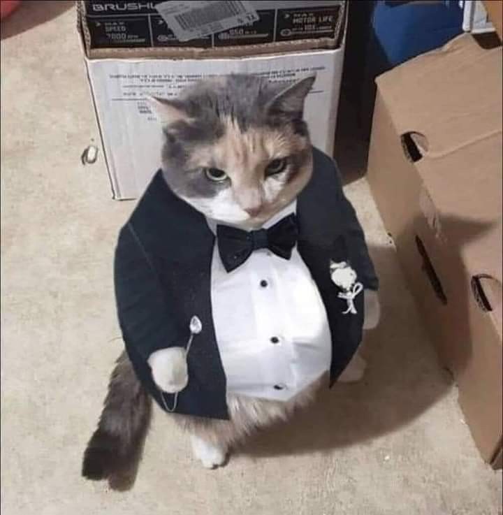 Создать мем: котики шутят, абу кот, жирный кот в костюме