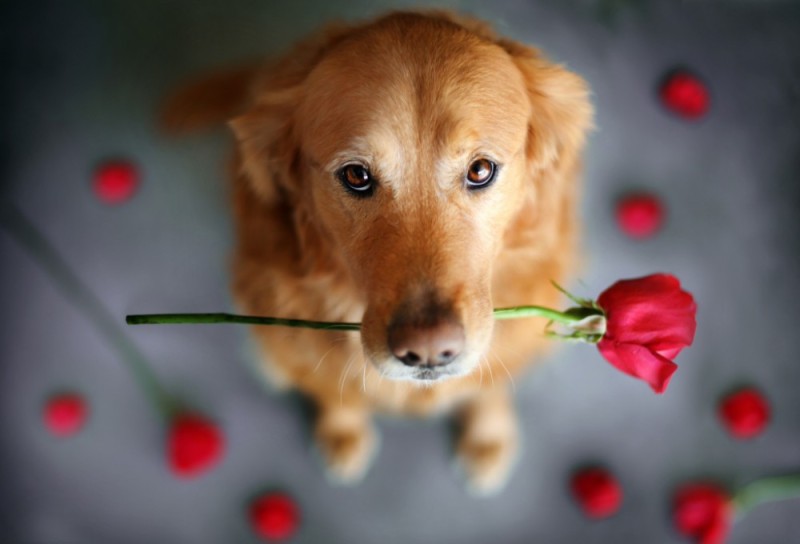 Create meme: dog with a rose , the dogs are alive, cute dogs 