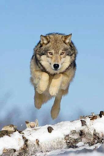 Создать мем: волк в прыжке, волк дикий, серый волк