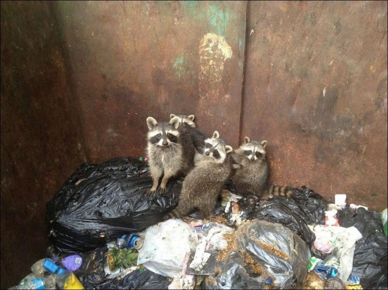 Create meme: raccoon , raccoon in the trash, Dirty raccoon