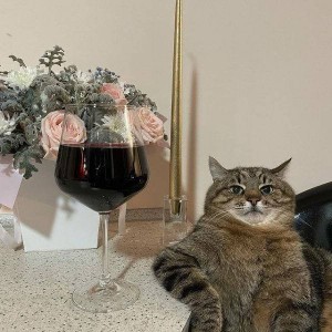 Создать мем: кот степан с вином, кот с вином, кот