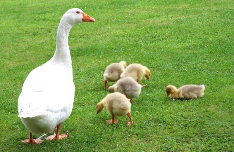 Create meme: The breed of geese is the Danish Legard, goslings were , goose