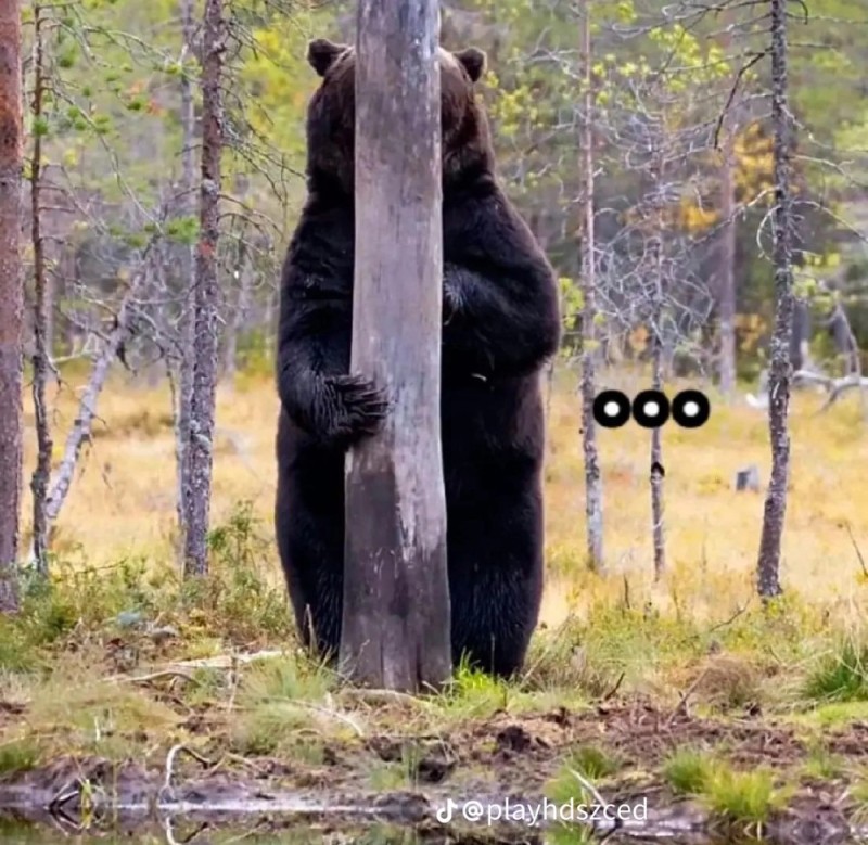 Создать мем: медведь гризли черный, медведь спрятался, лес медведь