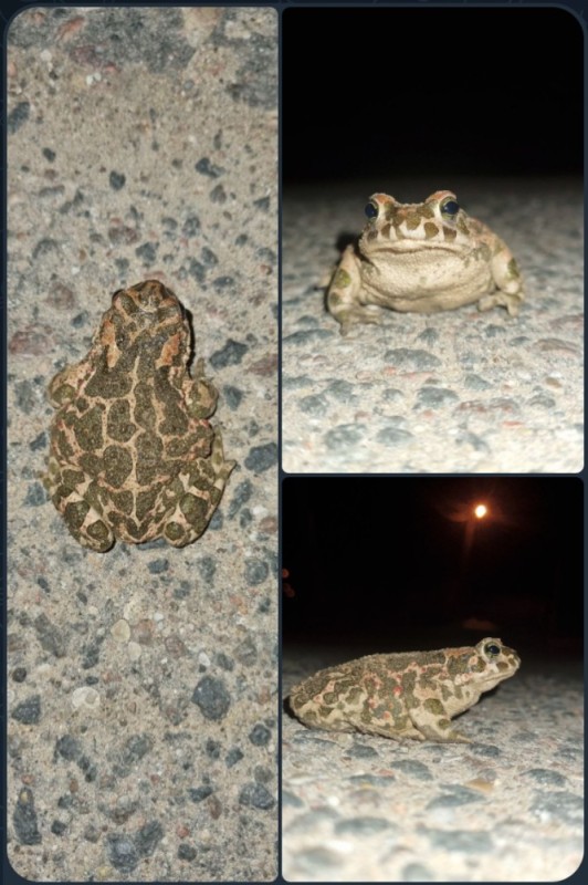 Create meme: an ordinary toad, frog toad, toad