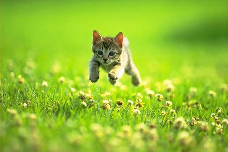 Create meme: cats , kitten on the grass, the kitten runs on the grass