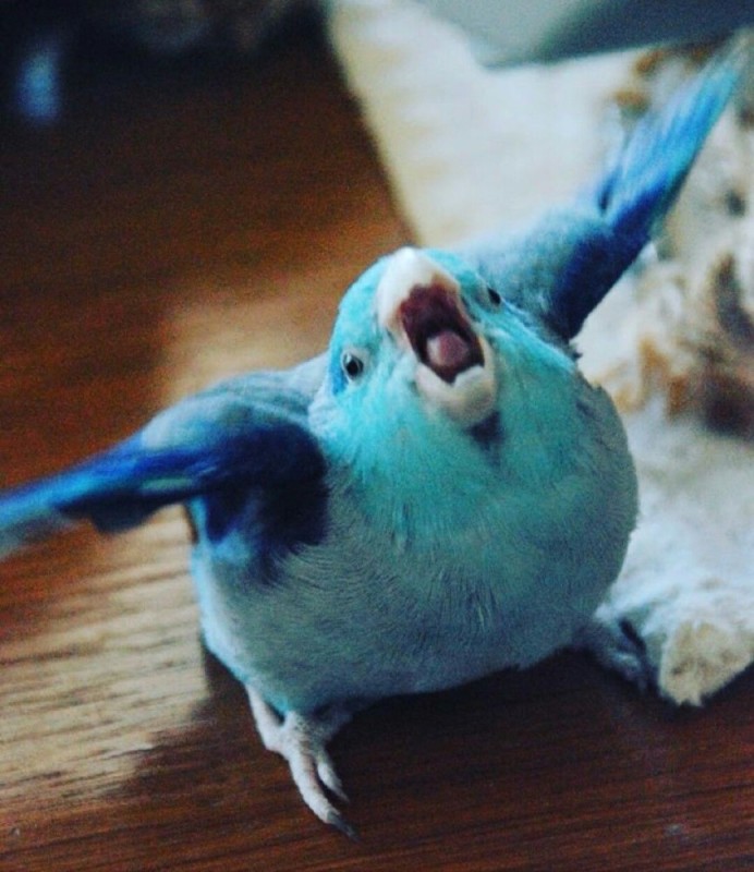 Create meme: The necklace parrot is blue, The necklace parrot is funny, The parrot is blue