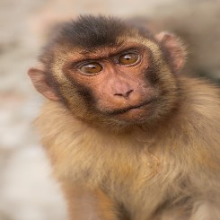 Create meme: primates, macaque monkey, monkey animals