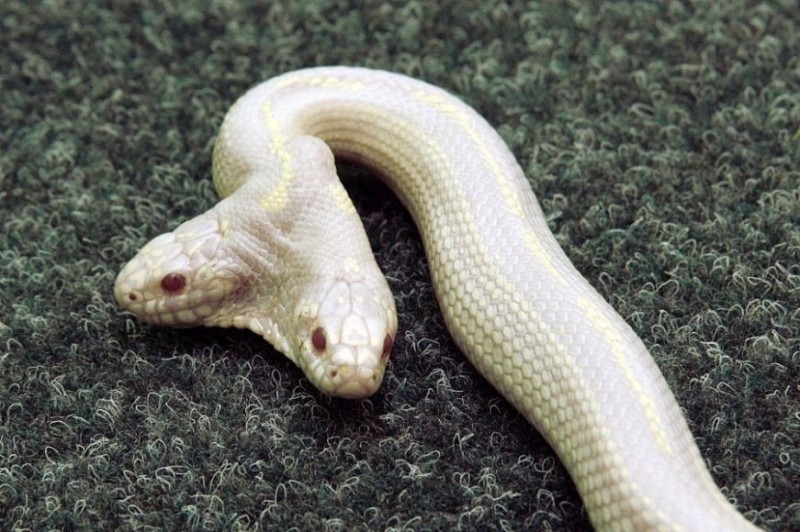 Create meme: albino king cobra, albino cobra, albino snake
