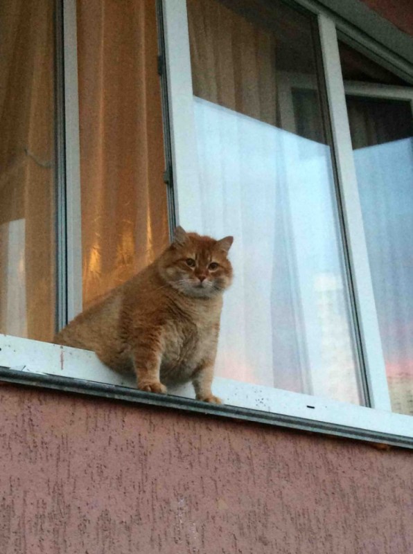 Создать мем: толстый рыжий кот из окна, толстый рыжий кот на окне, кот выглядывает из окна