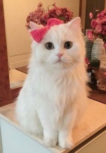 Создать мем: белая кошка пушистая, Кошка, красивые кошки