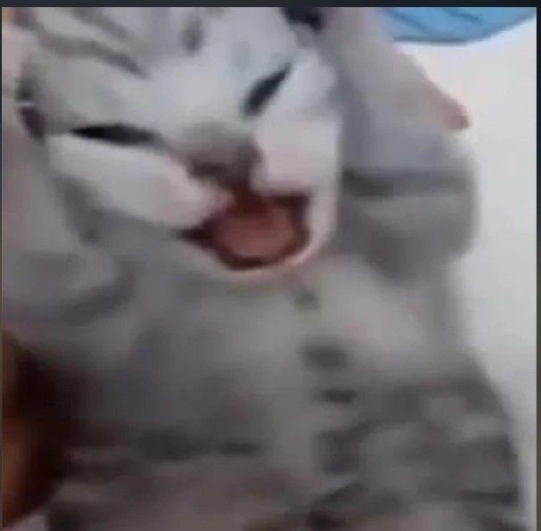 Create meme: screaming cat meme, screaming cat , the cat screams