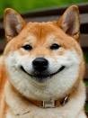 Create meme: Shiba inu dog, akita shiba inu, shiba inu