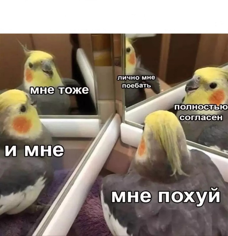 Создать мем: попуги мемы, мемы попугаи, попугай в зеркале мем