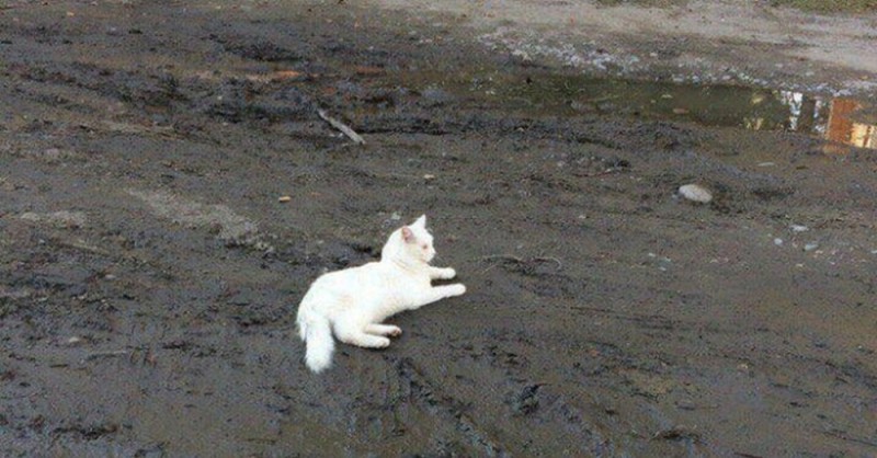 Create meme: white cat in the mud, white cat , a white cat in the mud