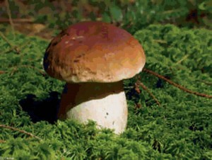 Создать мем: грибы белый гриб, белый гриб боровик, ложный боровик белый гриб