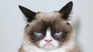 Создать мем: сердитый котик, самый недовольный кот, хмурый кот