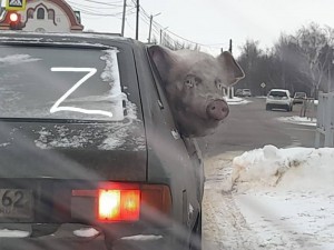 Создать мем: хряк в машине, свинья, пьяная свинья