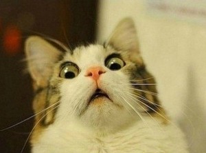 Create meme: memes with cats, the surprise of the cat, the surprised cat