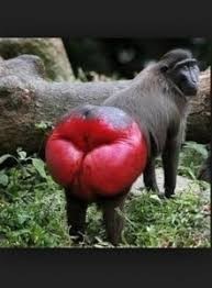 Create meme: monkey with a red booty, krasnozhopye monkey , monkeys with a red booty