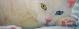 Create meme: white cat with green eyes, cat with different eyes, cat