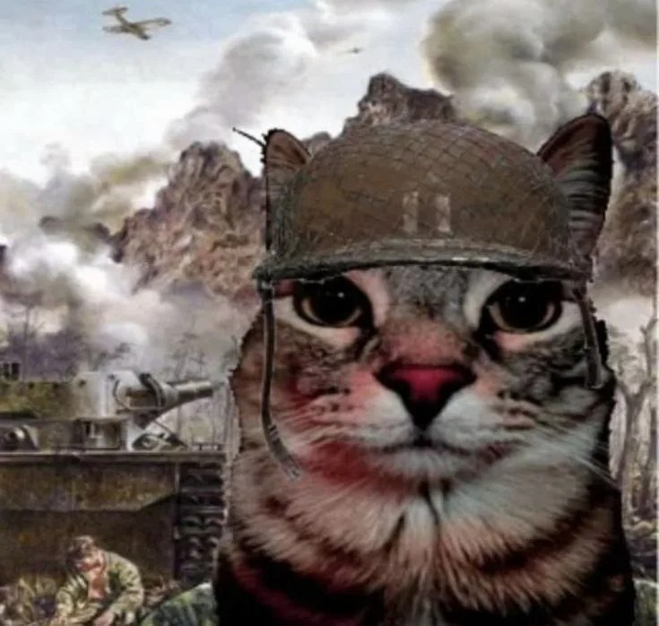 Create meme: flashback cat, Vietnam, seals , cute cats funny