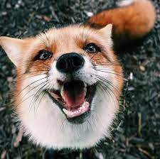Create meme: the smiling fox, the joyful fox, laughing fox