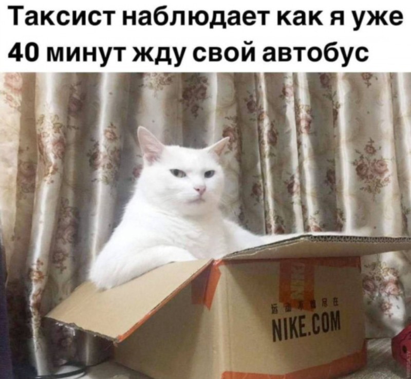 Create meme: cat meme , cat , cats jokes