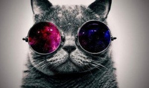 Создать мем: gözlüklü kedi, кот в солнцезащитных очках