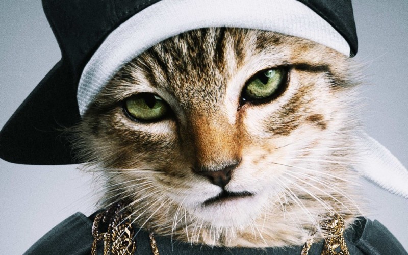 Create meme: cool cat , keanu / keanu (2016) pd kolobok, cat rapper