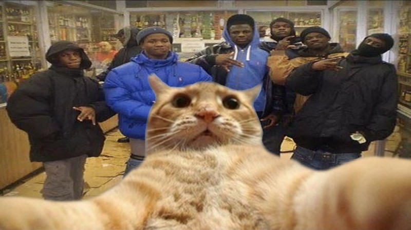 Create meme: Johnny Catswill original, cat johnny catsvill, catsvill 
