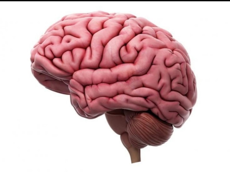 Create meme: the human brain, human brain anatomy, big brain