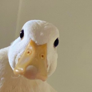 Create meme: goose, duck