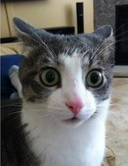 Create meme: cat nonsense, a very surprised cat, cat 