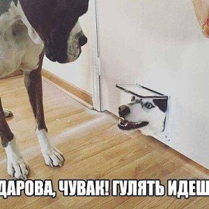 Create meme: funny photos with captions and without, funny animal, dog