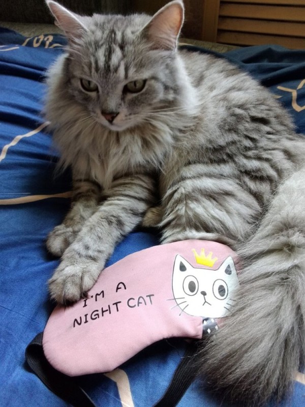 Create meme: night cat sleep mask, cat , cat 