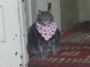 Создать мем: кот, кот в платке мем, толстый кот в платочке