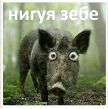 Create meme: wild boar , wild boar, funny boars