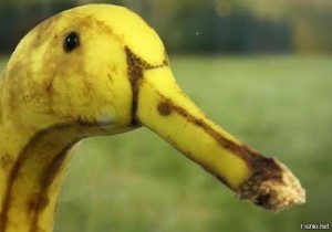 Создать мем: a banana, duck, Утка