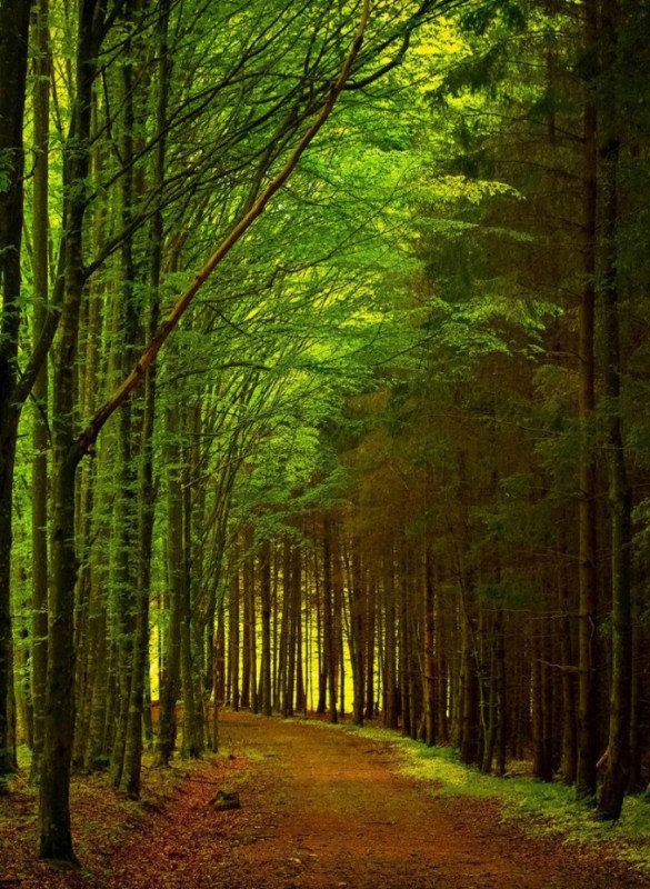 Создать мем: лес дорога и тишина, сказочный лес, пейзаж красивый