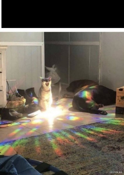 Create meme: rainbow cat, rainbow cat, cat 