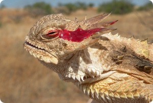 Create meme: lizard shoots blood out of eye shot of trot, lizard, which a bullet from his eyes with blood, the ugliest lizard
