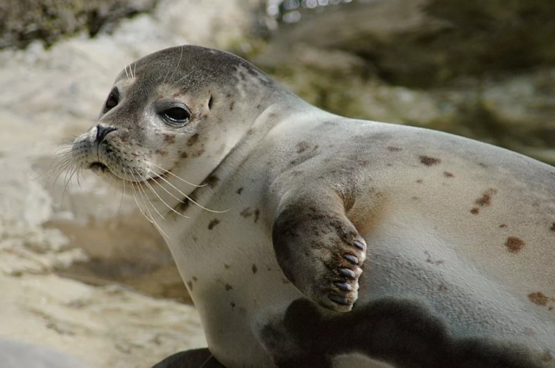 Create meme: Baikal seal , baikal seal cub, common seal