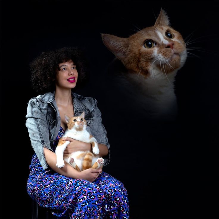 Create meme: pictures with animals, cat , cat 