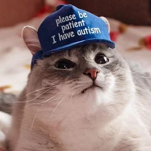 Создать мем: autism cat, котик в кепке, please be patient i have autism кот