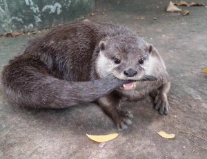 Create meme: otter