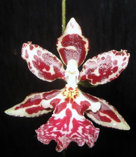 Создать мем: фаленопсис а06669, orchid flower, орхидея камбрия